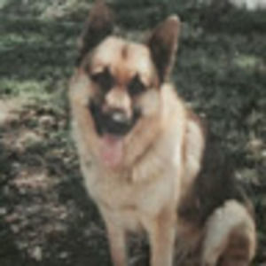 Meet your Posher, Emanuel